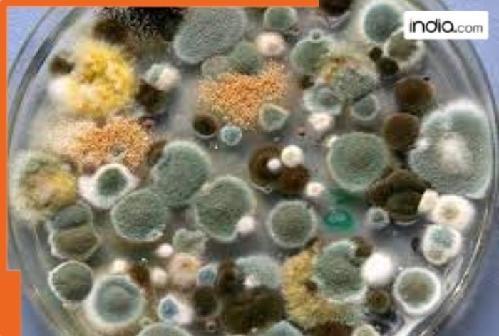 What is Aspergillus? The deadly fungus spreading rapidly and can eat humans 'inside out'