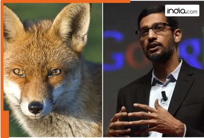 Foxes take over Google's new building in London, office costs Rs 115000000000, management says..., Sundar Pichai to...