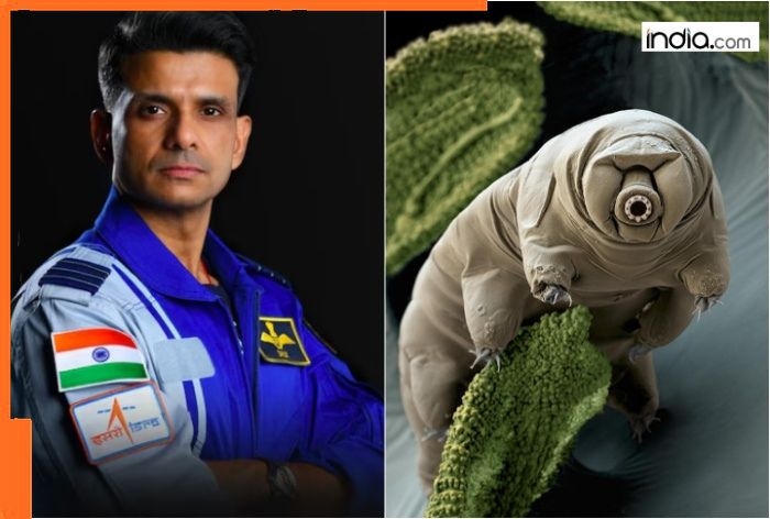 What are ‘water bears', tiny animals accompanying astronaut Shubhanshu Shukla to space? They can survive extreme temperatures, radiation and…, are found in…