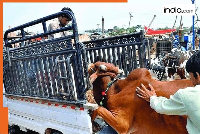 Delhi government bans 'illegal killings' on Eid, social media glorification of....