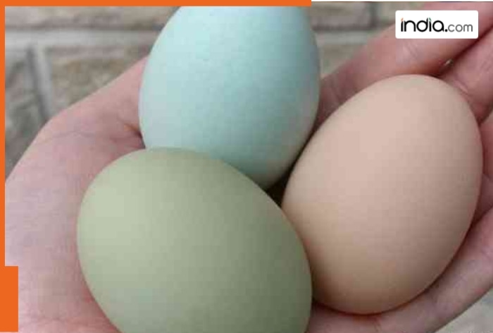 Green or blue eggs? These hen breeds will surprise you...their names are..., found in this country...