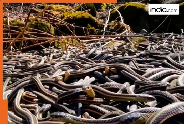 This is one of the deadliest places on Earth, 4000 snakes slither here, Navy doesn't go there because..., its called...
