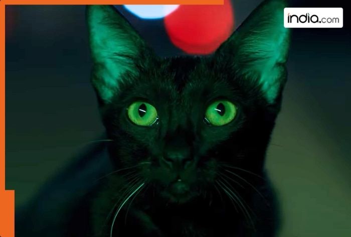 From Tehran to Andhera, watch these horror to thriller movies and series on OTT that will leave you speechless, streaming on...