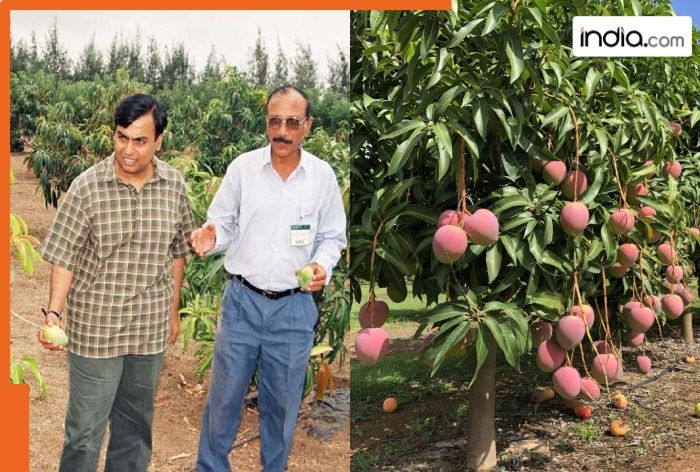 Mukesh Ambani owns Asia's largest mango orchard, over 200 varieties of mangoes are cultivated here, it was set up due to..., is named after...
