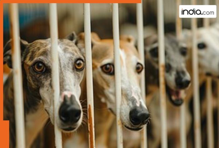 This Muslim Country plans to kill 3000000 dogs due to...; not Indonesia, Saudi Arabia, Bangladesh, Turkey, it is..