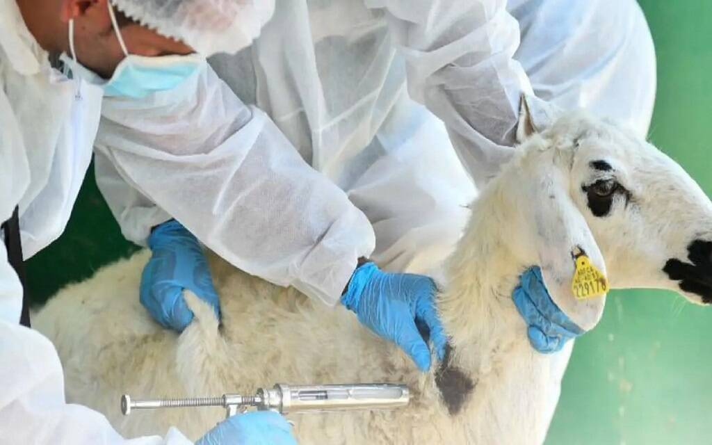 وزارة "البيئة" تطرح مشروع تحديث دليل المهن والمنشآت البيطرية لاستطلاع الآراء
