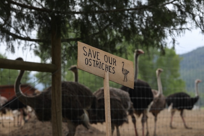 Why RFK Jr. wants Canada to pardon 400 ostriches