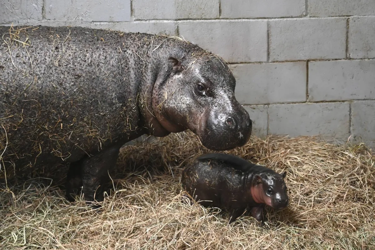 Virginia Zoo Welcomes Newborn Pygmy Hippopotamus as Year Ends