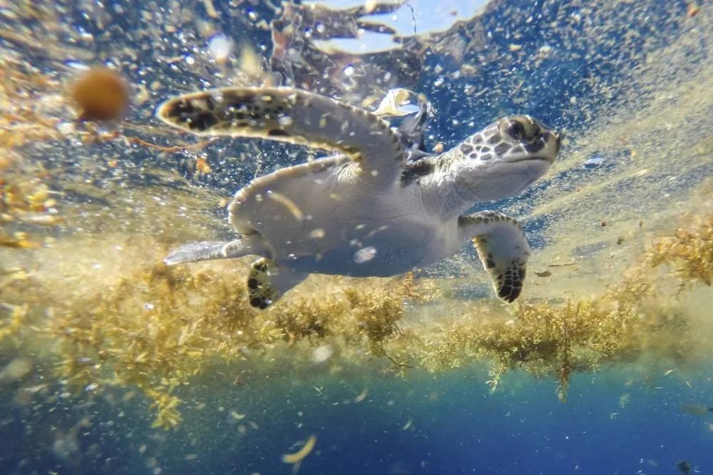 Scientists Solve the Mystery of Sea Turtles' ‘Lost Years'