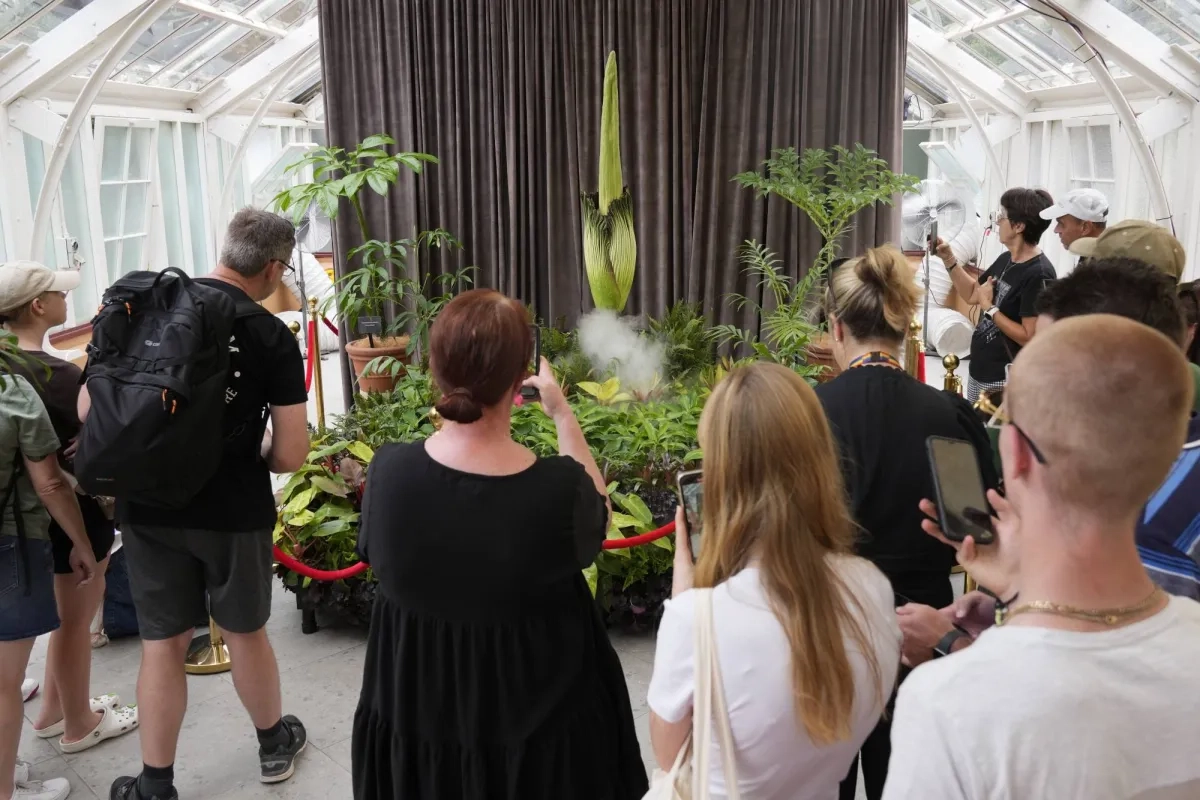 Australia Holds its Nose for 3rd Rancid Bloom of Rare Corpse Plant in 3 Months