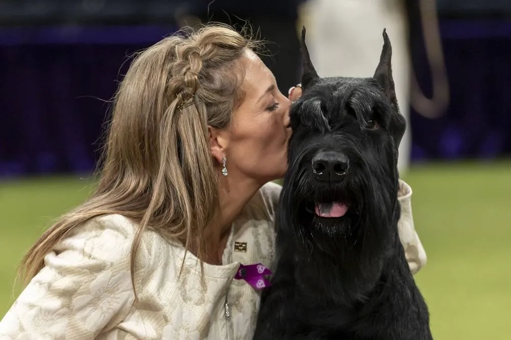 Giant Schnauzer Wins Top Prize at Westminster Kennel Club