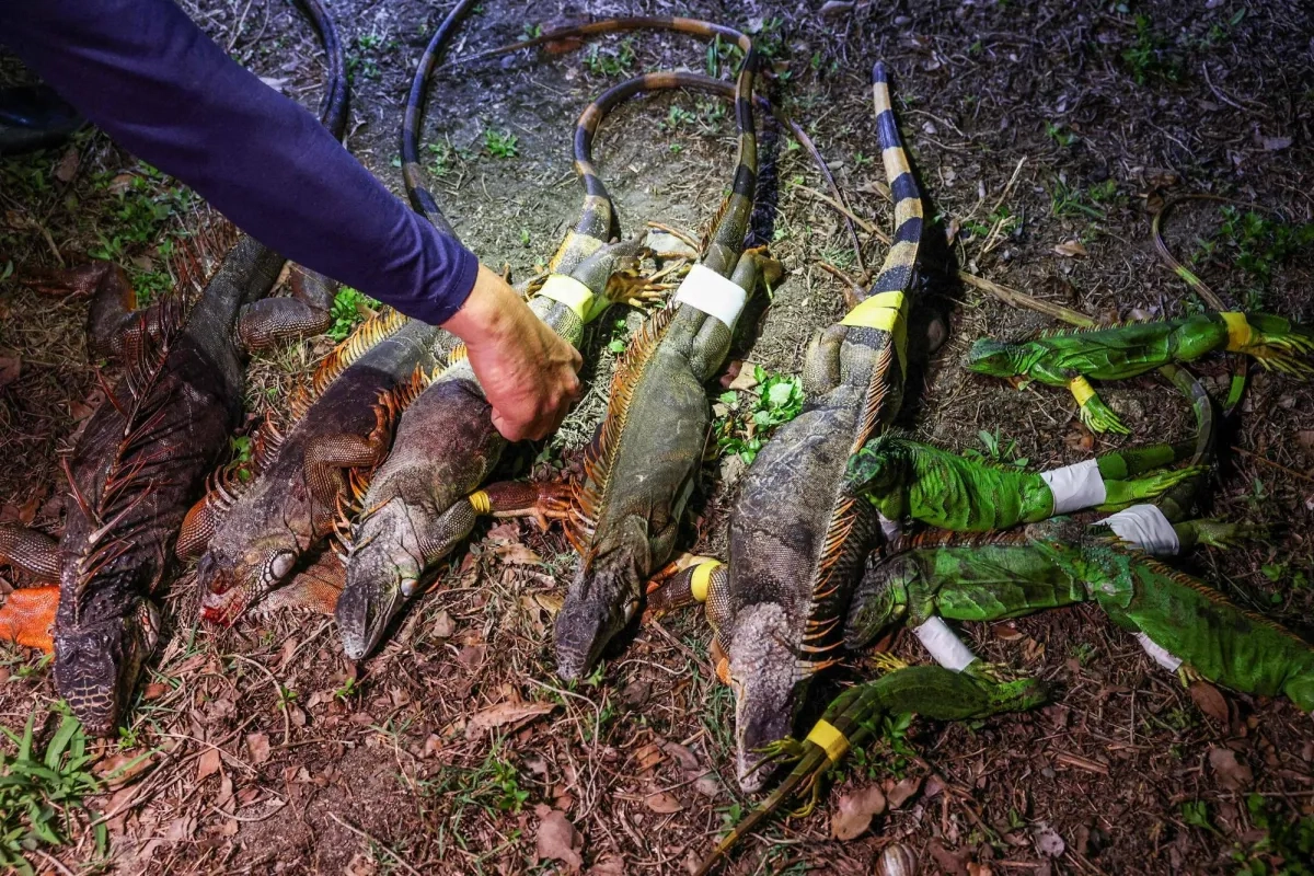 Taiwan Bounty Hunters Kill Invading Iguanas as Numbers Soar