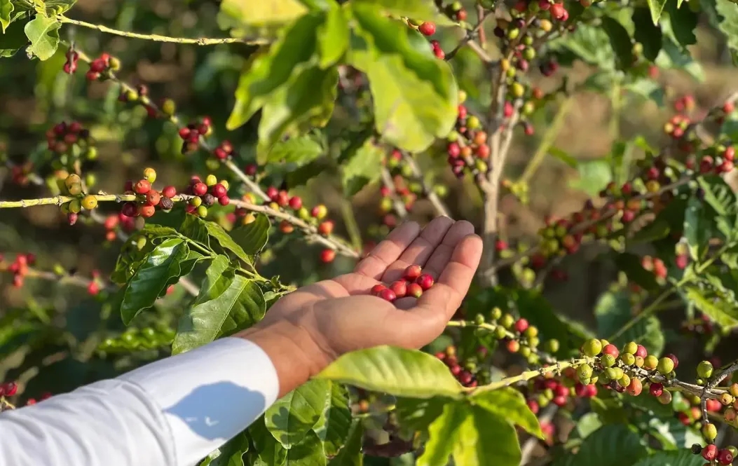 Second Saudi Coffee Festival to Kick off in Rijal Almaa