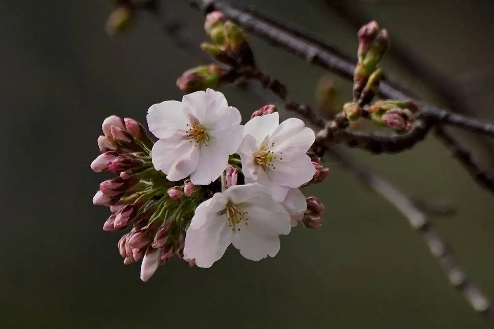 Japan's Weather Agency Declares Flowering of Tokyo's Cherry Blossoms as the Festive Season Begins