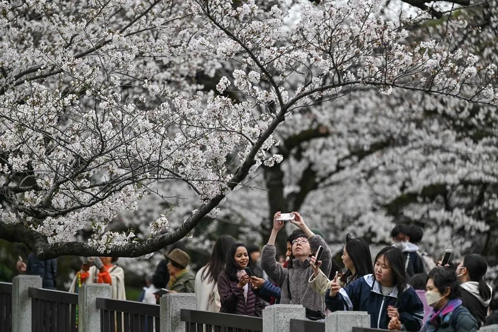 Tourists and Locals Enjoy ‘Ephemeral' Tokyo Cherry Blossoms