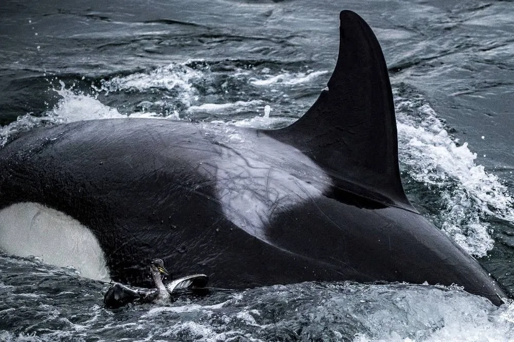 Killer Whales Amaze Seattle Onlookers with a Rarely Seen Bird Hunt
