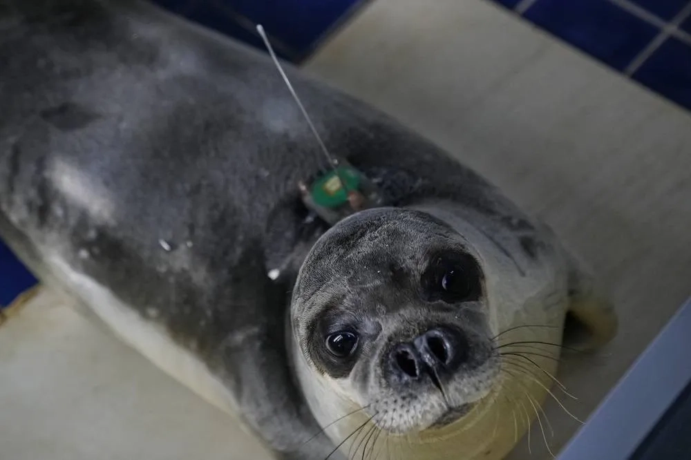 Rare Mediterranean Monk Seals Are Cared for in a Greek Rehab Center
