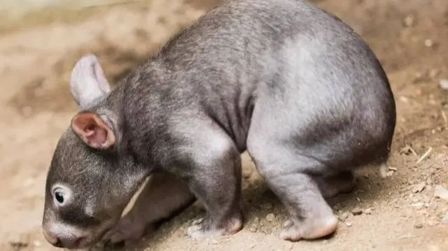 Australia Tells US Influencer: 'Leave Baby Wombat Alone'