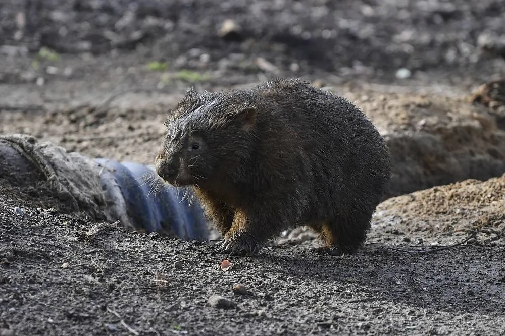 American Who Snatched a Baby Wombat from Its Mother Leaves Australia