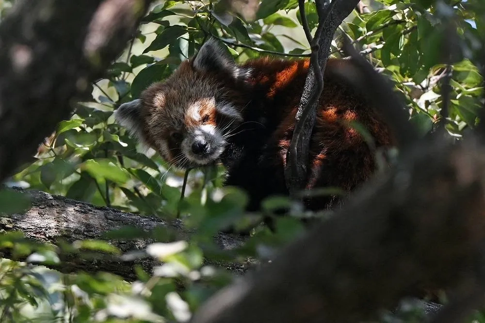 Nepal Community Efforts Revive Red Panda Population