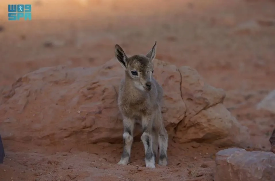 Saudi Arabia: King Salman Royal Reserve Records Birth of Nubian Ibex