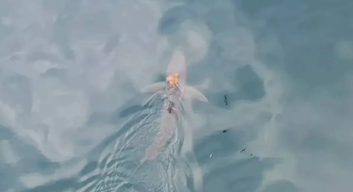 Octopus Riding a Shark Caught on Camera
