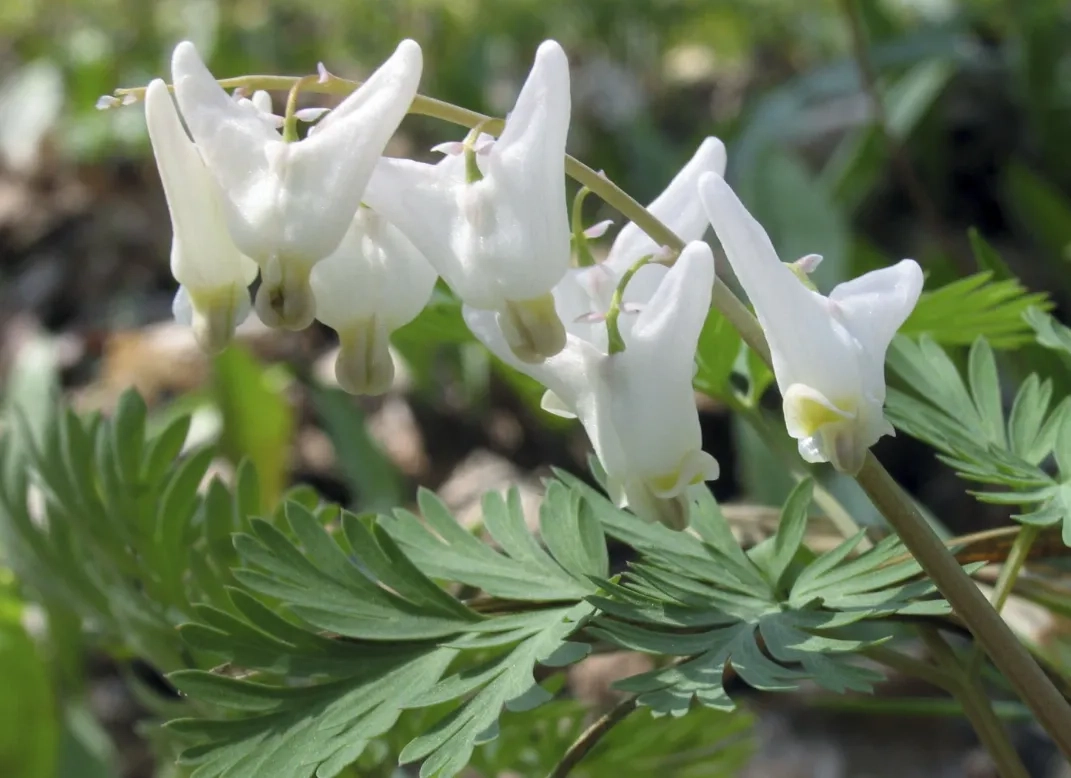 10 Native Spring Ephemerals that Bring Early Color to the Garden