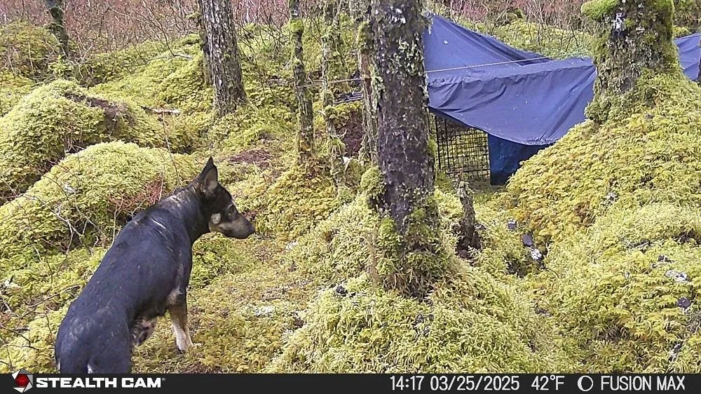 Cheeseburgers and Chicken So Far Fail to Entice a Rescue Dog Who's Spent Weeks on the Run in Alaska