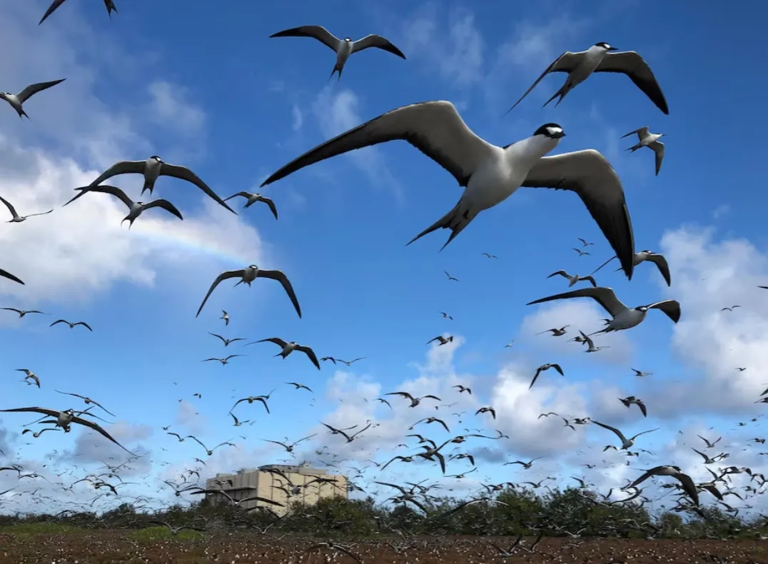 SpaceX Rocket Cargo Project Puts Pacific Seabirds in Jeopardy
