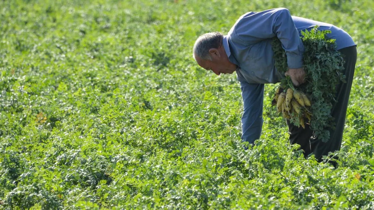 Study: Crops Under Threat as Surprise March Heatwave Hits Central Asia