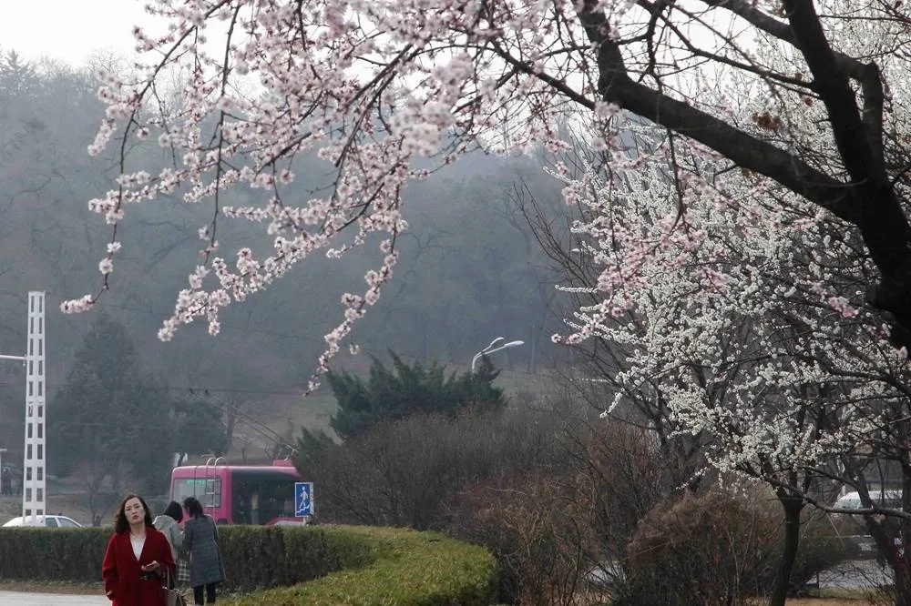 North Korea Holds First Pyongyang International Marathon in Six Years