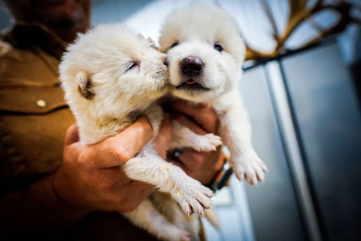 Scientists Genetically Engineer Wolves with White Hair and Muscular Jaws