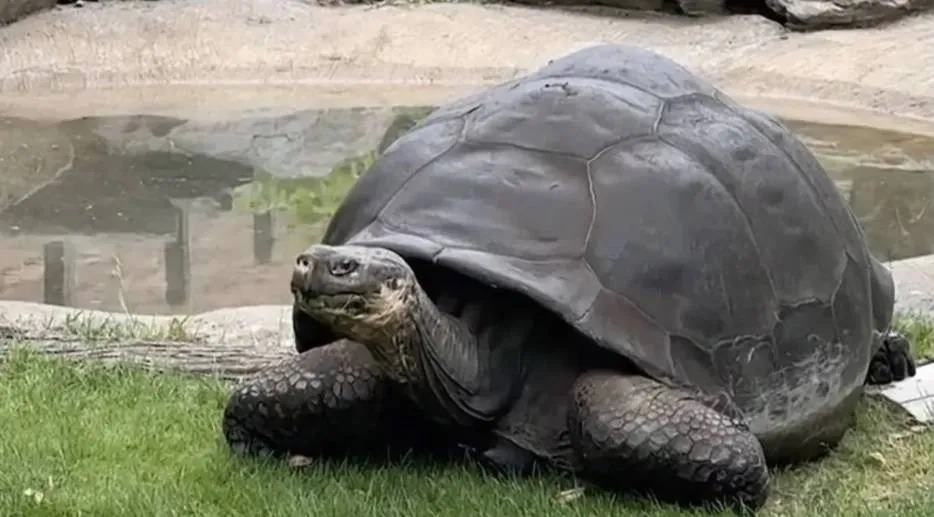 Tortoises at Philadelphia Zoo Become First-time Parents at Nearly 100