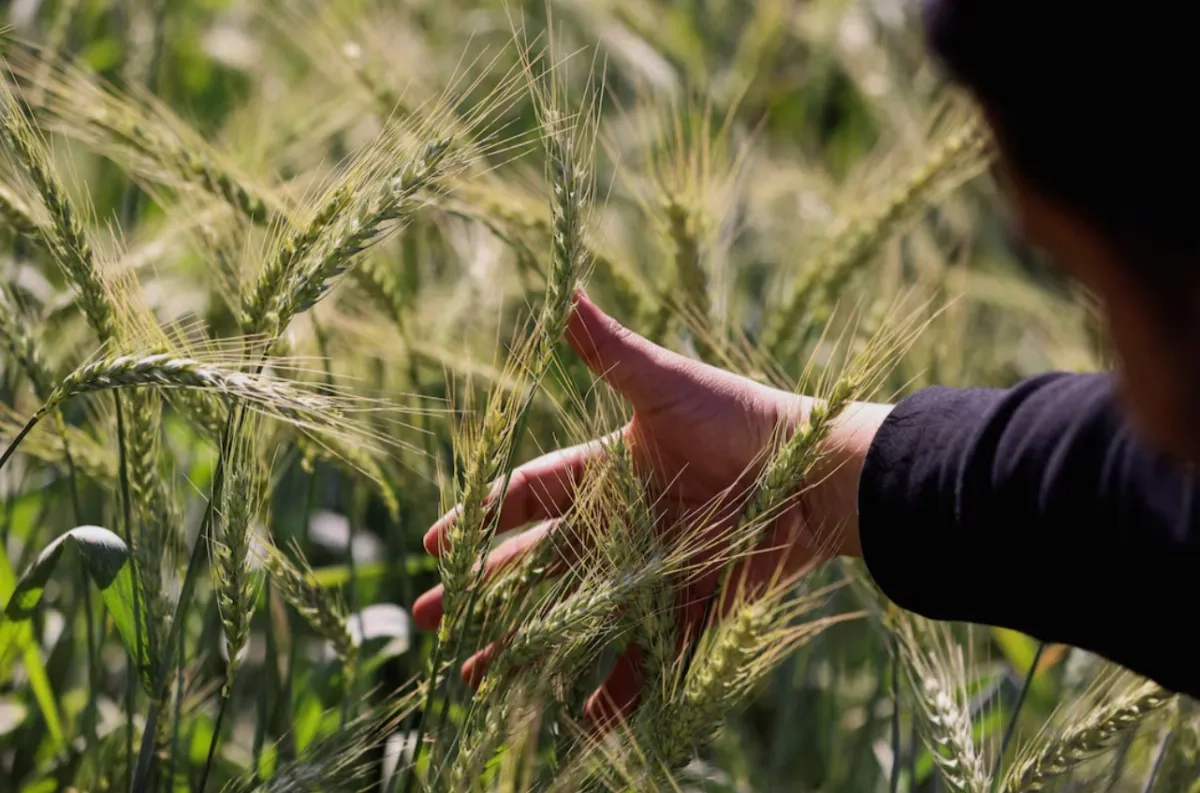 Egypt Targets 10 mln Ton Wheat Harvest