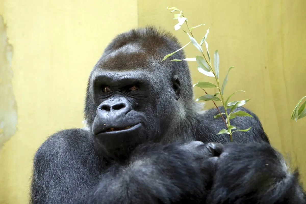 Beloved Zurich Zoo Gorilla Euthanized after Years of Declining Health