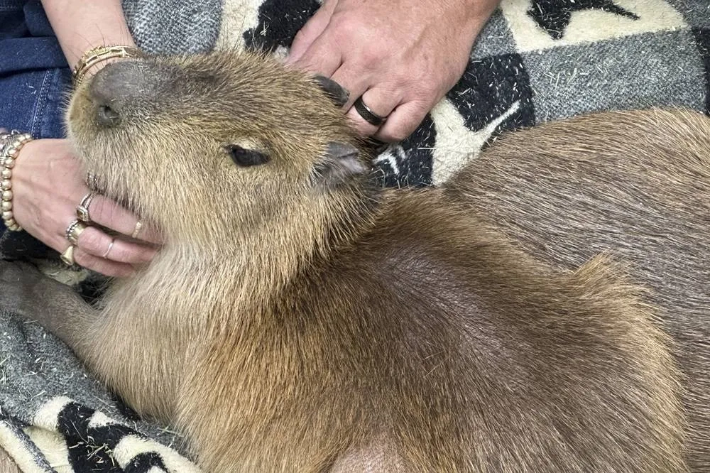 At Florida's Capybara Cafe, Patrons Hang out with the ‘It' Animals of the Moment — Furry Rodents