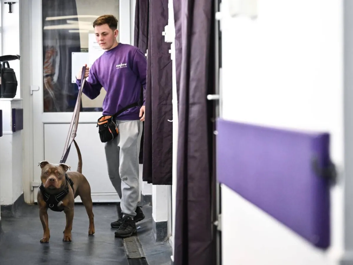 Heartbroken Brits Abandon Pets as Living Costs Bite