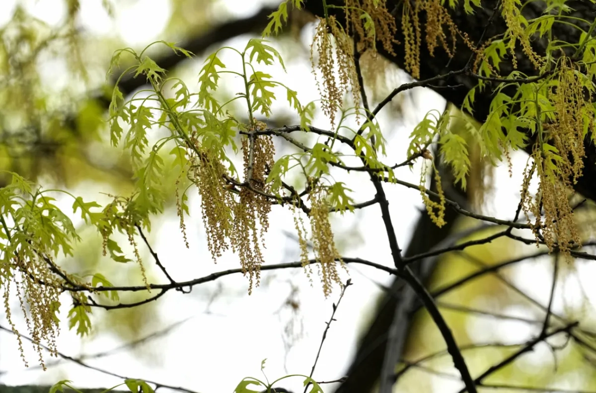 Spring Allergies Are Back. Here's How to Check Pollen Levels and Keep from Sneezing