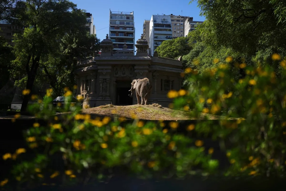 Pupy the Elephant Arrives at Brazil Sanctuary after 30 Years in Argentine Zoo