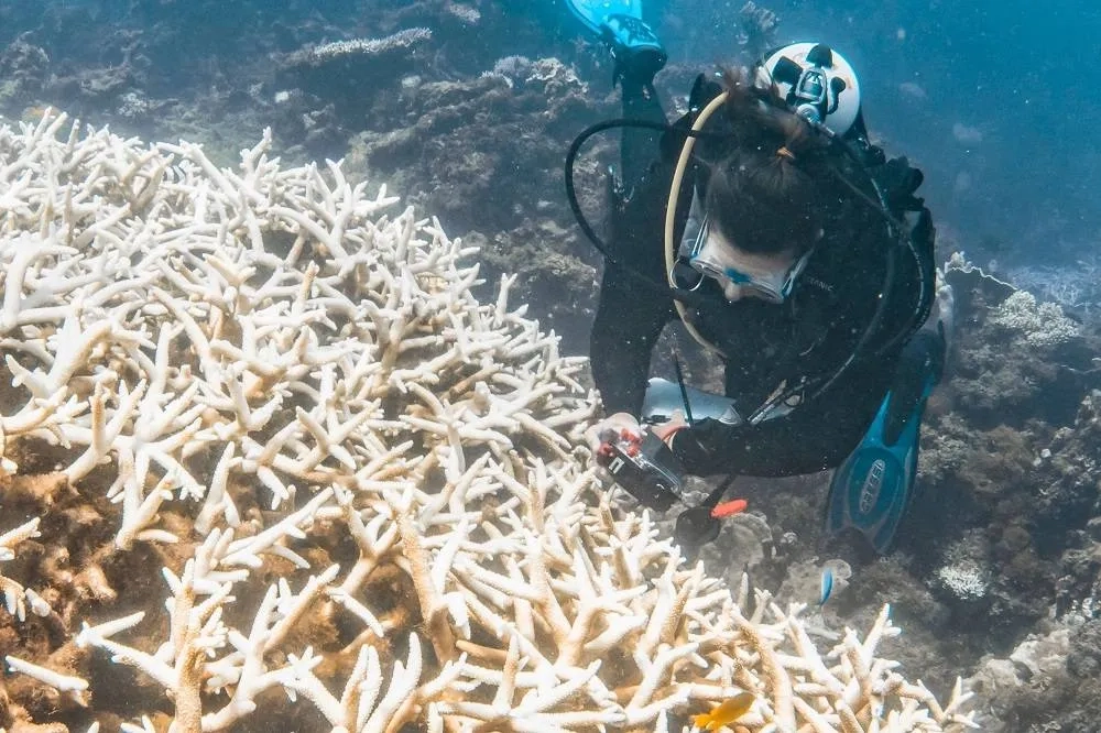 84% of the World's Coral Reefs Hit by Worst Bleaching Event on Record