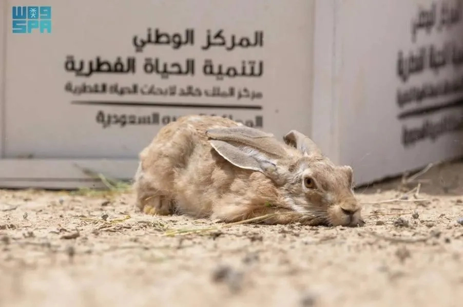 Saudi Arabia's King Khalid Royal Reserve Sees Release of Over 30 Endangered Animals