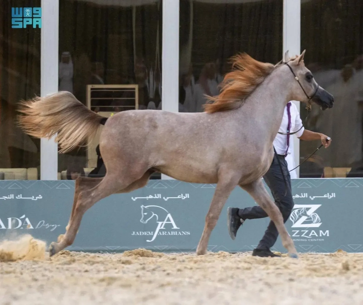 Arabian Horse Lovers Gather for Qassim Championship in Saudi Arabia