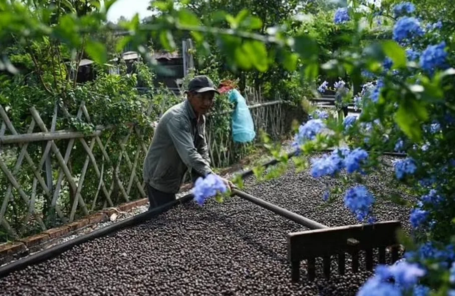 Chinese Tea Hub Branches into Coffee as Tastes Change