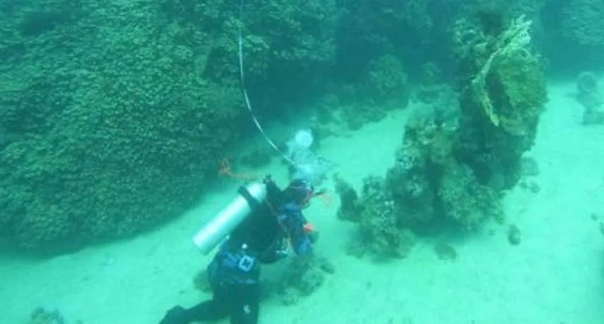 Giant Coral Colony Discovered in Red Sea