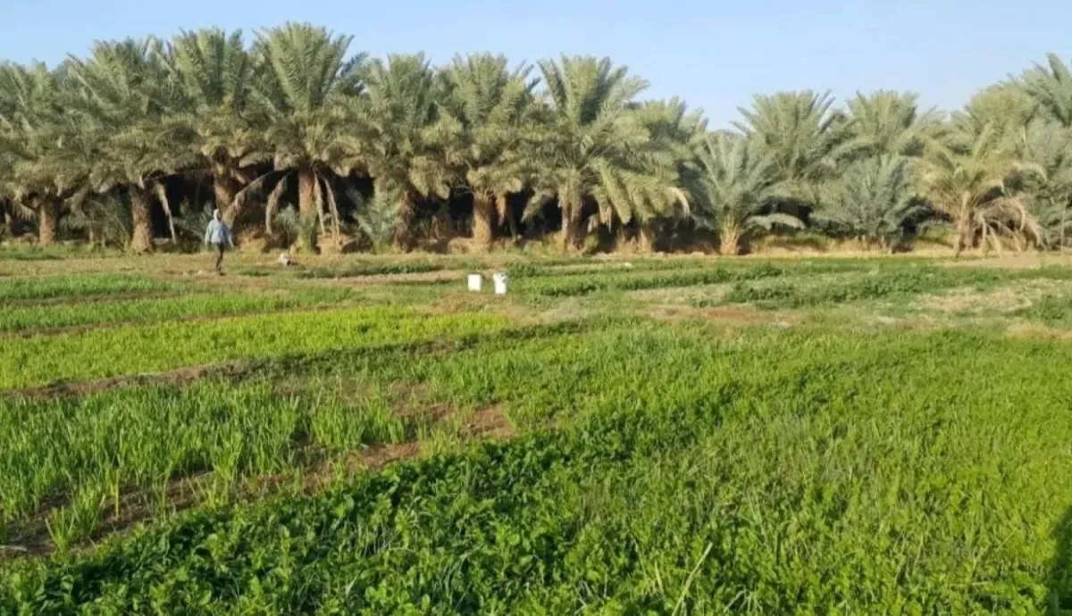 Saudi Arabia Boosts Food Security