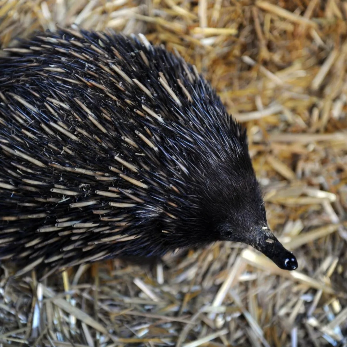 Study Sheds Light on Origin of Australia's Odd Echidna