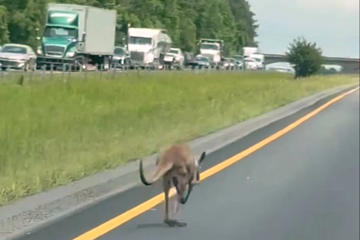 Runaway Kangaroo Shuts Down Alabama Interstate