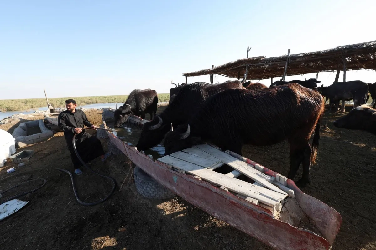 Droughts in Iraq Endanger Buffalo, and Farmers' Livelihoods