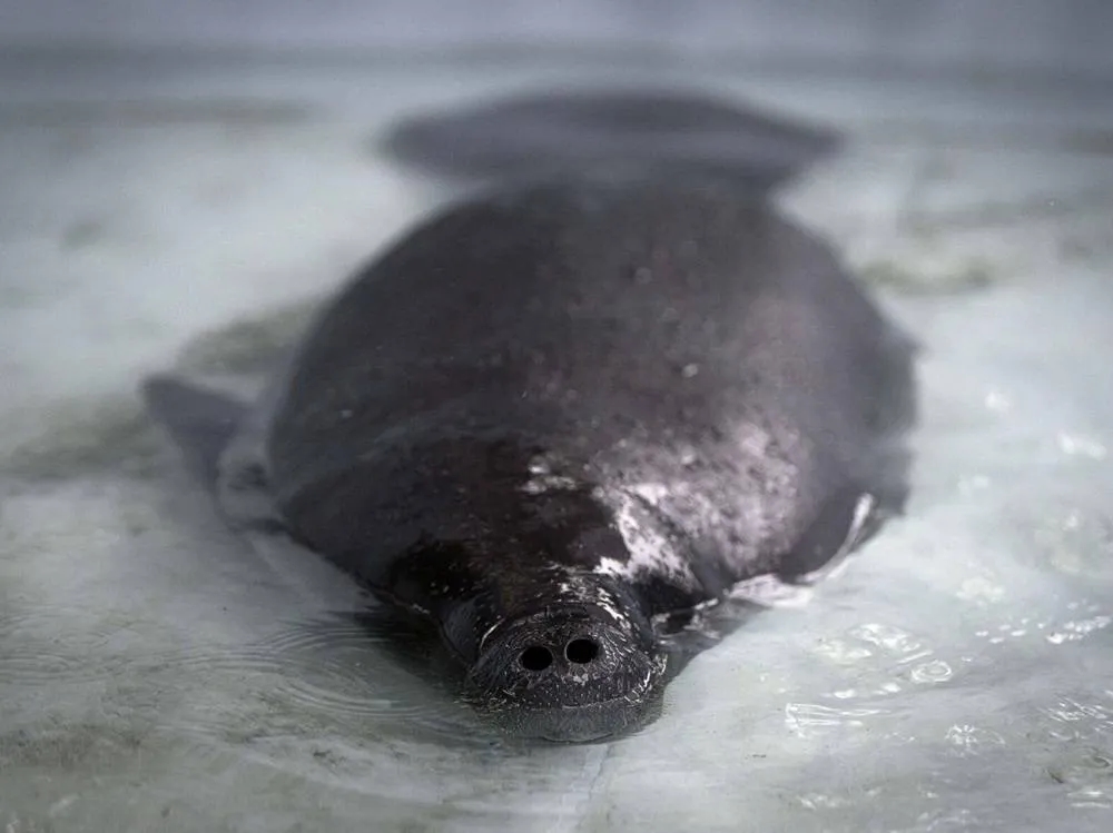 Hope Floats in the Amazon as Bacuri, a Young Manatee, Fights for Survival