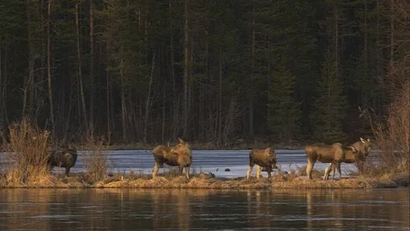 24-Hour Live Coverage of Sweden´s Epic Moose Migration Draws to a Close